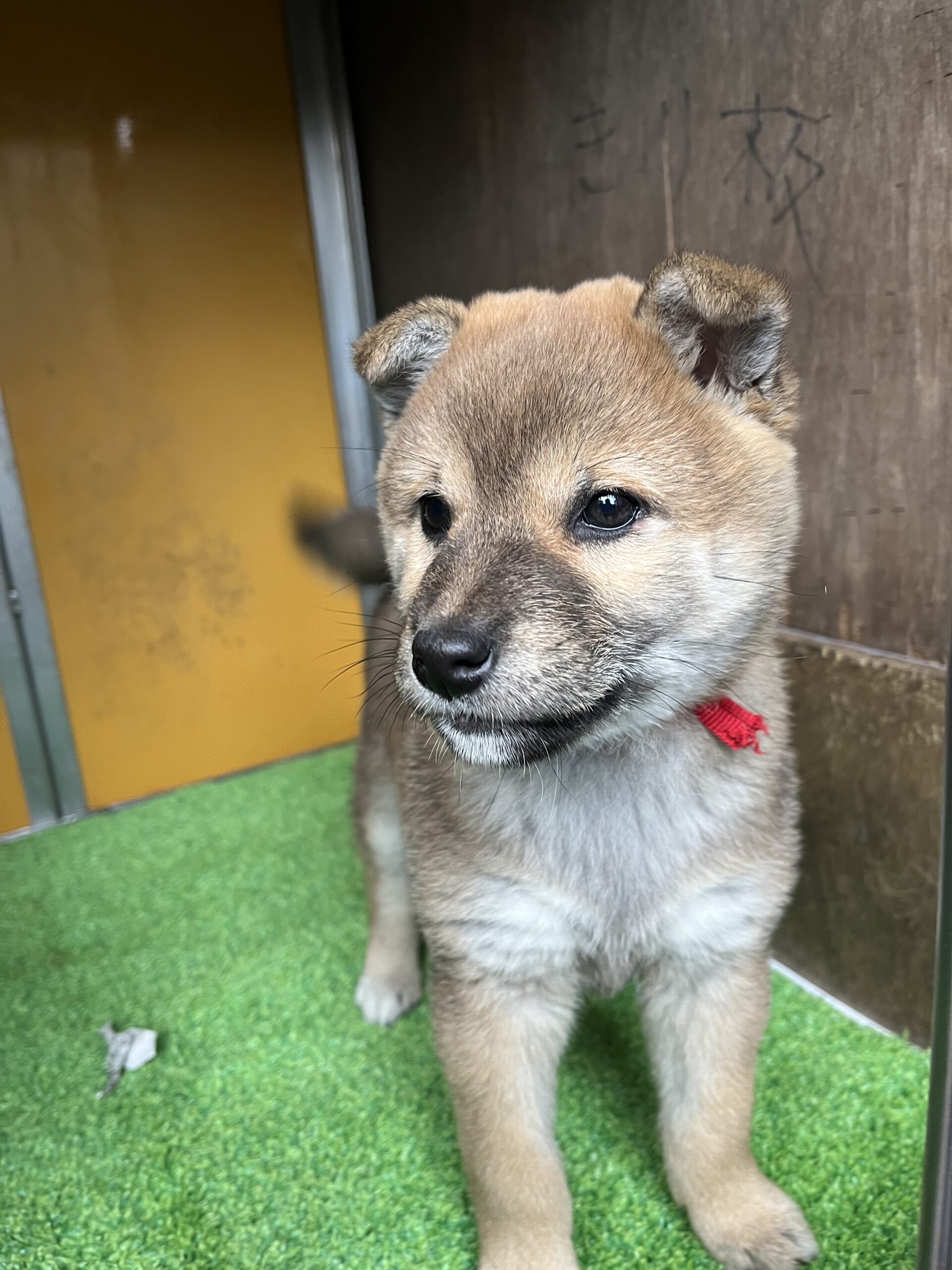 子犬 販売中　雌（ リンちゃん）　